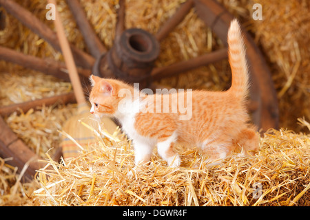 British Shorthair Cat, gattino, dieci settimane, rosso-bianco |Britische Kurzhaarkatze, Kaetzchen, 10 Wochen rosso-bianco Foto Stock