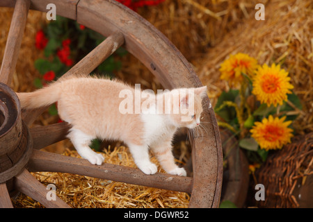 British Shorthair Cat, gattino, dieci settimane, bianco-crema, appoggiate Foto Stock