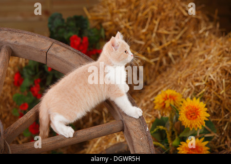 British Shorthair Cat, gattino, dieci settimane, bianco-crema, appoggiate Foto Stock