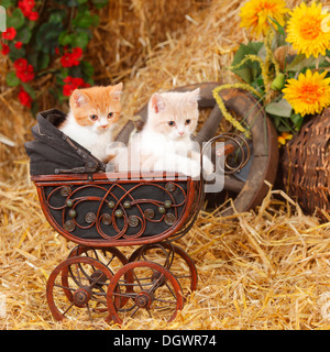 British Shorthair gatti e gattini, dieci settimane, bianco-crema e rosso-bianco, doll Carrello Foto Stock