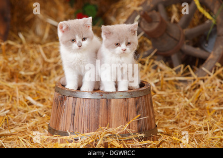 British Shorthair gatti e gattini, dieci settimane, lilla-white |Britische Kurzhaarkatzen, Kaetzchen, 10 Wochen, lilla-bianco Foto Stock