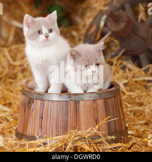 British Shorthair gatti e gattini, dieci settimane, lilla-white |Britische Kurzhaarkatzen, Kaetzchen, 10 Wochen, lilla-bianco Foto Stock
