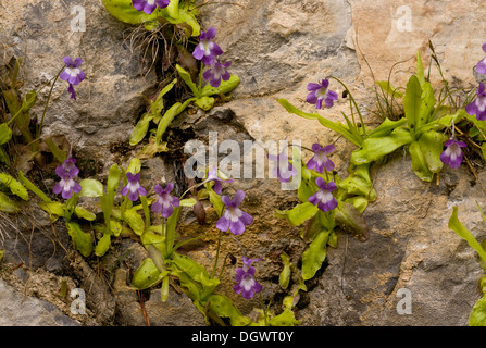 A lungo lasciato Butterwort, Pinguicula longifolia, crescendo su umido rupe calcarea, Ordesa, Pirenei, Spagna. Foto Stock