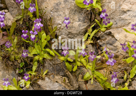 A lungo lasciato Butterwort, Pinguicula longifolia, crescendo su umido rupe calcarea, Ordesa, Pirenei, Spagna. Foto Stock