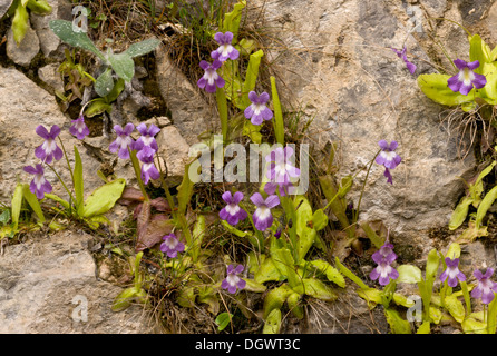 A lungo lasciato Butterwort, Pinguicula longifolia, crescendo su umido rupe calcarea, Ordesa, Pirenei, Spagna. Foto Stock