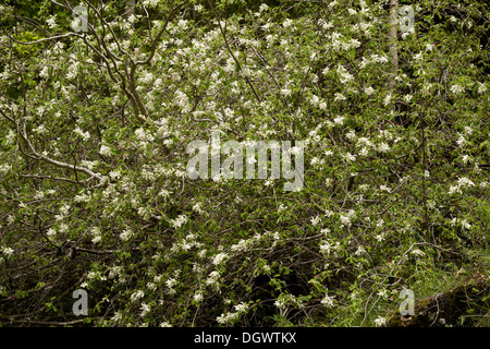 Snowy Mespilus, Amelanchier Ovalis in fiore, Pirenei. Foto Stock