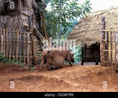 Maiale in gravidanza in un villaggio Akha sul confine birmano in occidente di Chiang Rai, capanne di bambù, provincia di Chiang Rai Foto Stock