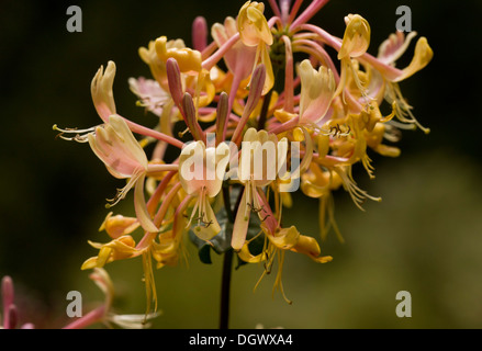 Lonicera etrusca, Lonicera etrusca in fiore, Spagna. Fortemente fragrante. Foto Stock