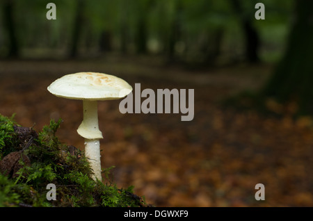 Falso deathcap fungo Foto Stock