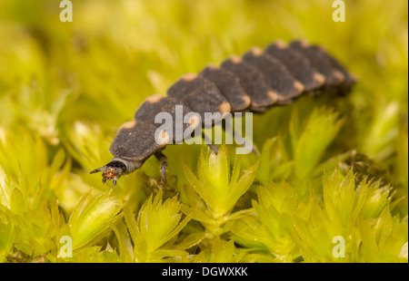 Un glow worm larva strisciando su moss Foto Stock