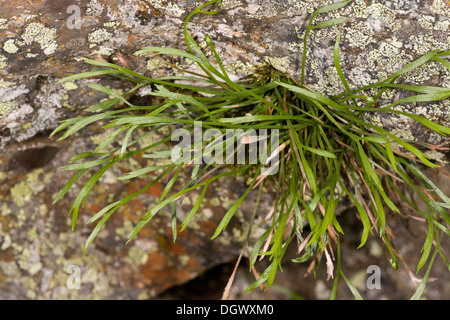 Spleenwort a forcella, Asplenium septentrionale; non comune impianto di acid rock in Gran Bretagna occidentale. Foto Stock