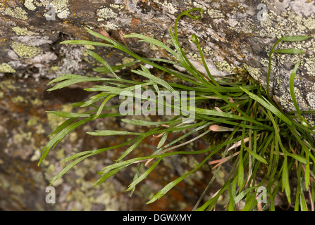 Spleenwort a forcella, Asplenium septentrionale; non comune impianto di acid rock in Gran Bretagna occidentale. Foto Stock