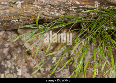 Spleenwort a forcella, Asplenium septentrionale; non comune impianto di acid rock in Gran Bretagna occidentale. Foto Stock