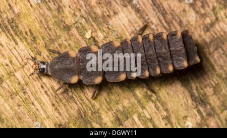 Un glow worm larva strisciando su legno Foto Stock