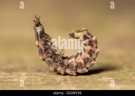 Un glow worm larva avvolto a ricciolo in postura di protezione con testa retratta su legno Foto Stock