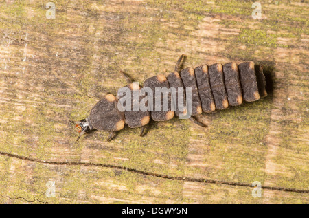Un glow worm larva strisciando su legno Foto Stock