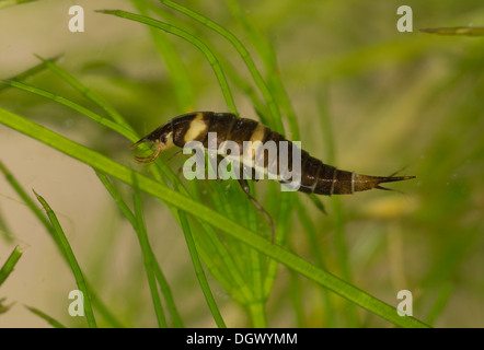 Hyphydrus ovatus diving beetle larva Foto Stock