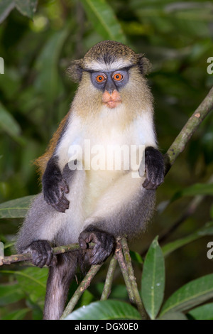 Scimmia Mona (Cercopithecus mona) in un albero, Ghana. Foto Stock