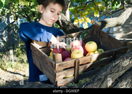 Le mele in una vecchia gabbia in legno su albero. Bambino autentica immagine Foto Stock