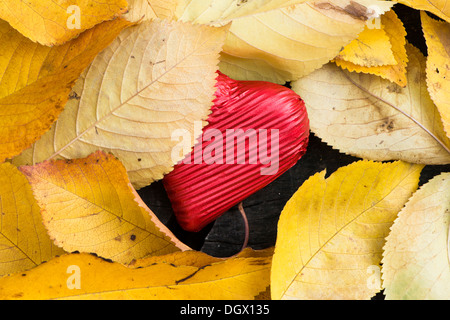 Rosso avvolto il cuore e le foglie di autunno. Close up Foto Stock