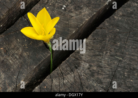 Zafferano giallo scuro su sfondo di legno Foto Stock