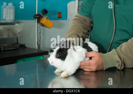 Coniglio in un ufficio veterinario. In bianco e nero il coniglio Foto Stock