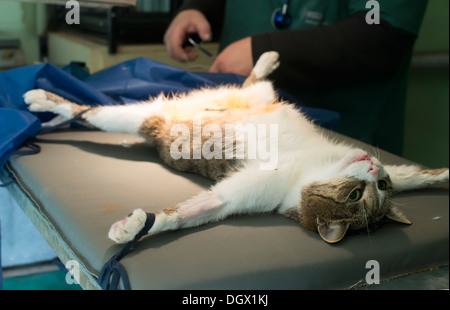 Gatto in un ambulatorio veterinario. Natural autentica luce Foto Stock