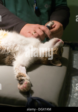 Gatto in un ambulatorio veterinario. Natural autentica luce Foto Stock