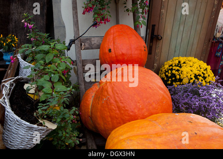 Autunno display con zucche Foto Stock