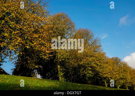 Chester, Cheshire, Regno Unito. 27 ott 2013. Cielo blu chiaro con il sole e una brezza leggera prima dell'arrivo della tempesta meteo per arrivare più tardi nella giornata. Credito: Andrew Paterson/Alamy Live News Foto Stock