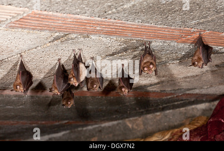 Un gruppo di minore a ferro di cavallo, pipistrelli Rhinolophus hipposideros di giorno posatoio in una Tettoia da giardino. La Francia. Rari NEL REGNO UNITO. Foto Stock