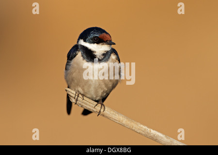 Bianco-throated swallow (Hirundo albigularis) appollaiato su un ramo, Sud Africa Foto Stock