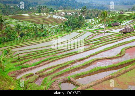 I campi di riso, preparato per il riso. Bali, Indonesia Foto Stock