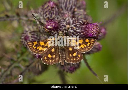 Skipper a scacchi, Carterocephalus palaemon su marsh thistle. Foto Stock