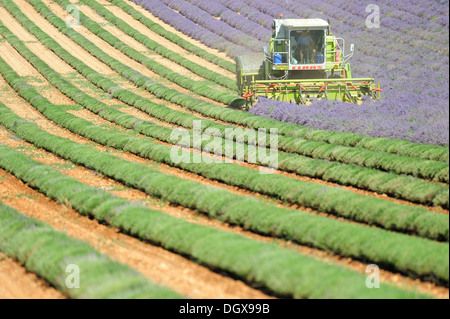 Raccolto di lavanda vicino Valensole, Alpes-de-Haute-Provence, Francia, Europa Foto Stock