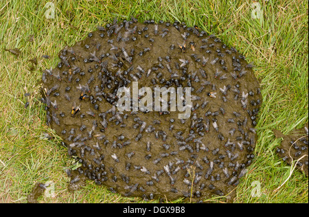 Sterco di Vacca fortemente coperto con mosche, principalmente una carne-fly Sarcophaga sp, mezzogiorno vola e sterco-mosche. Auvergne, Francia. Foto Stock