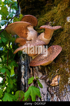 Fagiano indietro (fungo Polyporus squamosus) che cresce su un olmo Foto Stock