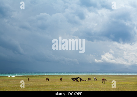 Allevamento di cavalli sotto il cielo in tempesta Foto Stock