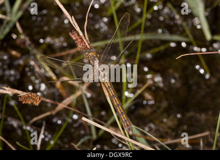 Femmina Skimmer Keeled, Orthetrum coerulescens dragonfly, tra piante di palude, Dorset. Foto Stock