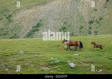 Bay a cavallo con due puledri Foto Stock