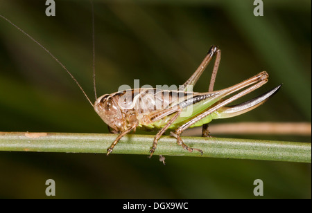 Bog femmina Bush-cricket, Metrioptera brachyptera appollaiato; Dorset wet brughiera. Foto Stock