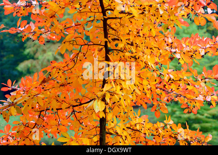 Autumn Tree con ricchi di colore giallo e rosso fogliame Foto Stock