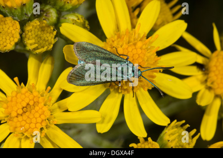 Forester Tarma Adscita statices, si nutrono di erba tossica su chalk downland, Dorset Foto Stock