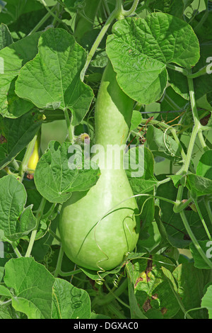 Zucca verde in giardino Foto Stock