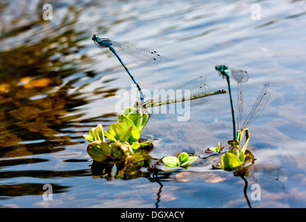 Il mercurio Bluet / Damselfly meridionale, Coenagrion mercuriale coniugata coppia, con posa femmina; specie rare di New Forest stream. Hants Foto Stock