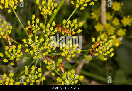 Masse di comune soldato rosso Coleotteri, Rhagonycha fulva sulla Wild pastinaca. Hants. Foto Stock