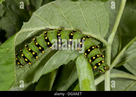 L'imperatore moth, Saturnia pavonia - completamente cresciuti caterpillar. Il Dorset. Foto Stock