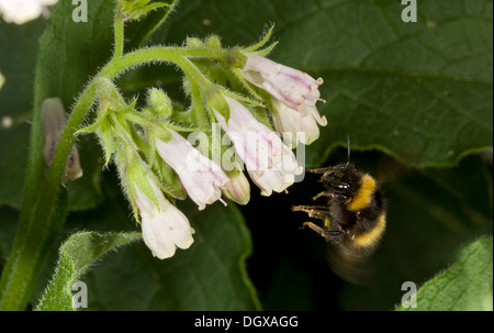 Inizio Bumble Bee, Bombus pratorum visitando Comfrey fiore, Kingcombe, Dorset. Foto Stock