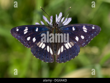 Bianco del sud admiral Limenitis reducta butterfly Foto Stock