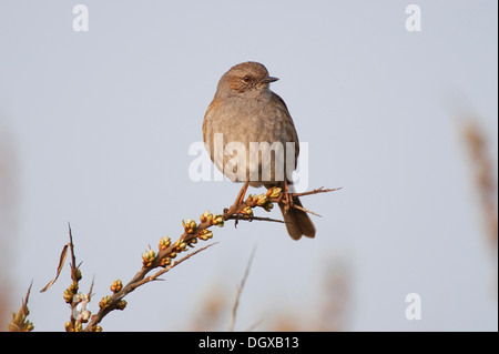 Dunnock, Hedge Accentor, Hedge Sparrow o Hedge trillo (Prunella modularis), Texel, Paesi Bassi, Europa Foto Stock